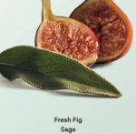 Victoria’s Secret Body Fragrances | Fresh Fig Sage Body Oil - Image 2