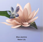 Victoria’s Secret Body Fragrances | Blue Jasmine Water Lily Roll-on Deodorant - Image 3